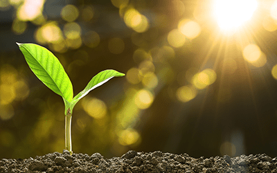 Contracting at Ambition - grow your career - plant growing in soil